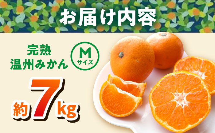 温州みかん 約7kg Mサイズ 津久井浜みかん【志村農園】 [AKGH002-2]
