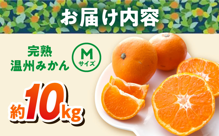 温州みかん 約10kg Mサイズ 津久井浜みかん【志村農園】 [AKGH002-3]