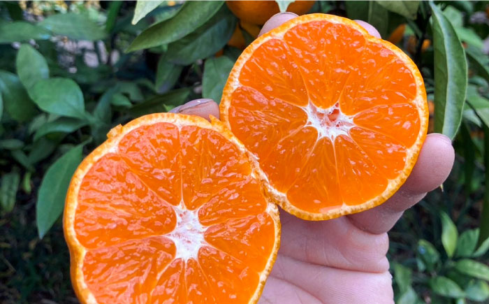 【3回定期便】毎月違う品種が届く　温州みかん　約5kg　【志村農園】 [AKGH006]