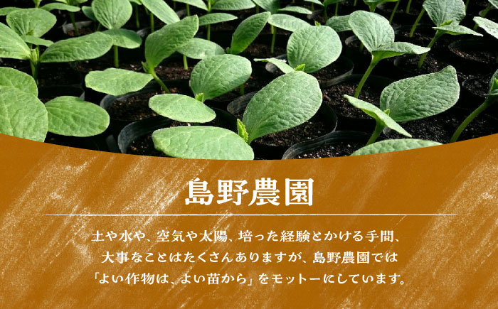 【先行予約】【数量限定40セット】島野農園のいちご（400g×1パック） 紅ほっぺ ほしうらら スターナイト 【島野農園】 [AKHV001]