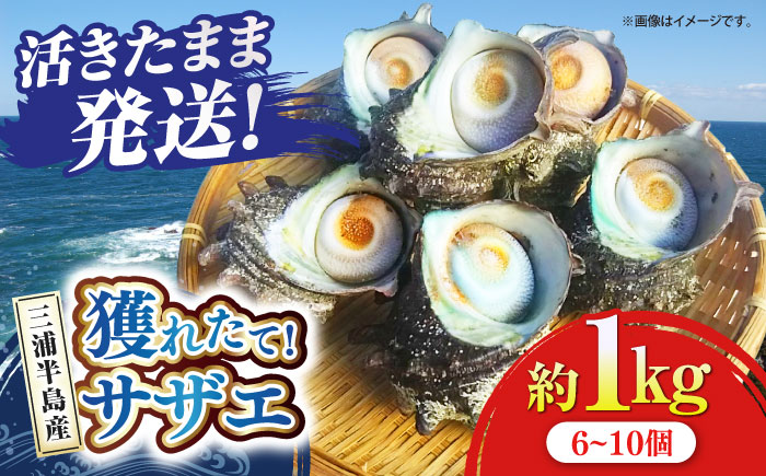 三浦半島 サザエ 中サイズ 約1kg 6～10個 【長井水産株式会社】 [AKAJ004]