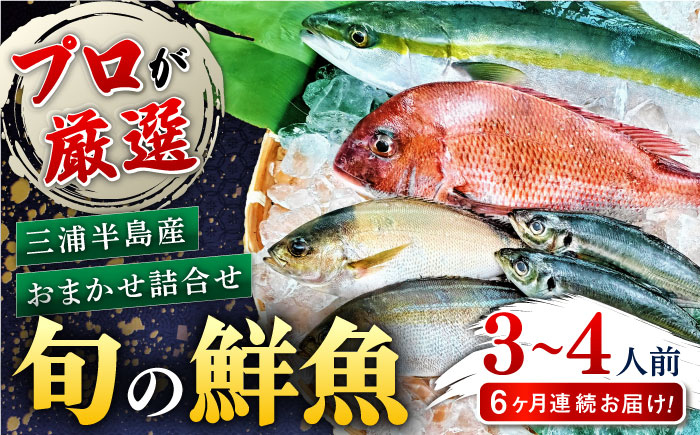 【全6回定期便】旬のおまかせ 厳選鮮魚セット 3～4人前(2～3魚種) 【長井水産株式会社】 [AKAJ016]