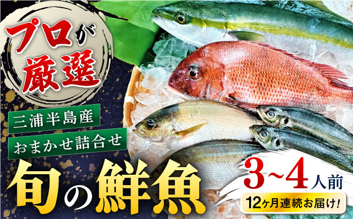 【全12回定期便】旬のおまかせ 厳選鮮魚セット 3～4人前(2～3魚種) 【長井水産株式会社】 [AKAJ023]