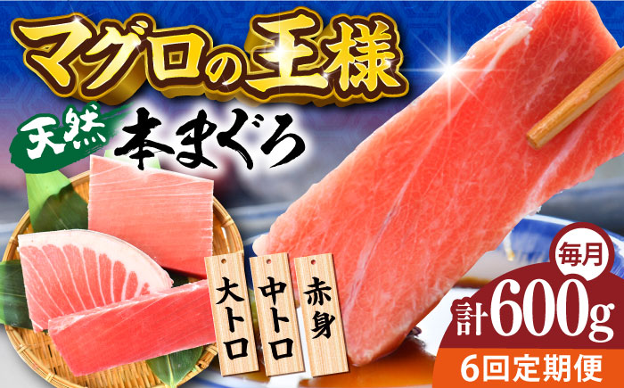 【全6回定期便】天然 本まぐろ 大トロ・中トロ・赤身（約200ｇ×3柵）約600ｇ 【横須賀商工会議所 おもてなしギフト事務局（本まぐろ直売所 横須賀本店）】 [AKAK075]