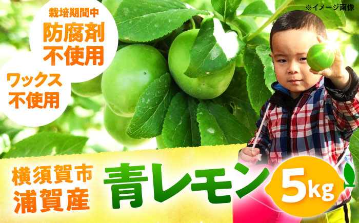 【先行予約】【数量限定20セット】浦賀産 青レモン 5kg【ファーマシーガーデン浦賀】 [AKBG006]
