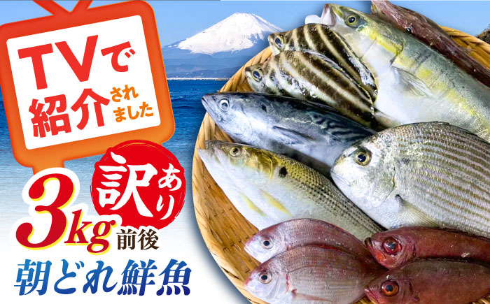 【未利用魚】漁師直送！朝どれ鮮魚おまかせセット 3kg前後 【有限会社勘網】 [AKDX002]