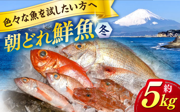 【季節限定】冬の朝どれ 鮮魚おまかせセット 約5kg【有限会社勘網】 [AKDX004]