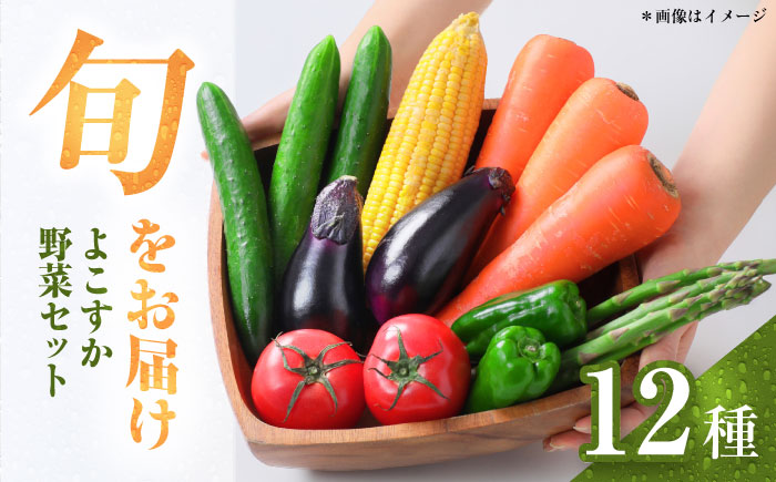 横須賀産野菜セット 大盛り 12種 詰め合わせ【横須賀商工会議所 おもてなしギフト事務局（三浦半島直売所）】 [AKES004]