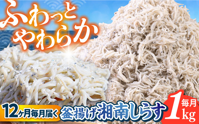 【全12回定期便】釜揚げ 湘南しらす 1kg【平敏丸】 [AKEZ013]