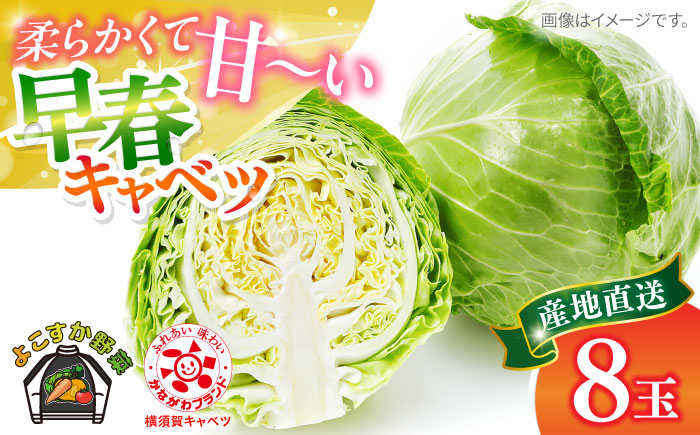 【先行予約】よこすか 早春キャベツ 8玉入り【JAよこすか葉山】 [AKFO006]