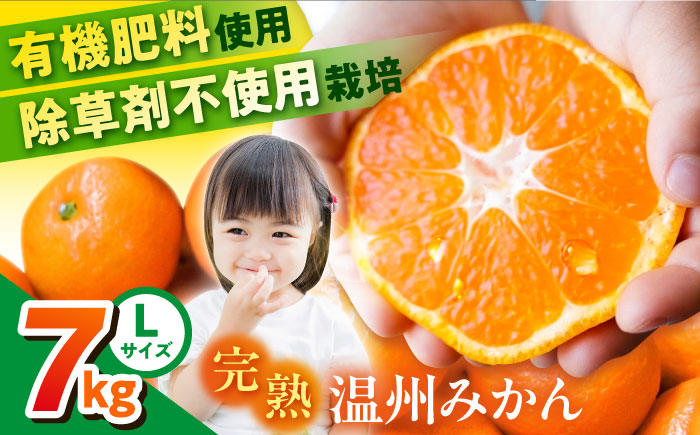 温州みかん 約7kg Lサイズ 津久井浜みかん【志村農園】 [AKGH003-2]