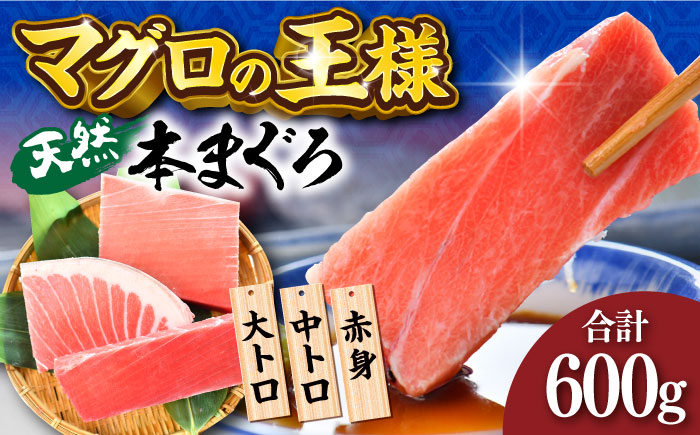 天然 本まぐろ 大トロ・中トロ・赤身(約200g×3柵)600g マグロ[横須賀商工会議所 おもてなしギフト事務局(本まぐろ直売所)][AKAK018]