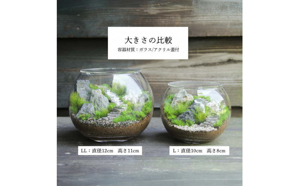 《苔テラリウム・コケリウム》階段の風景 ボウルLL