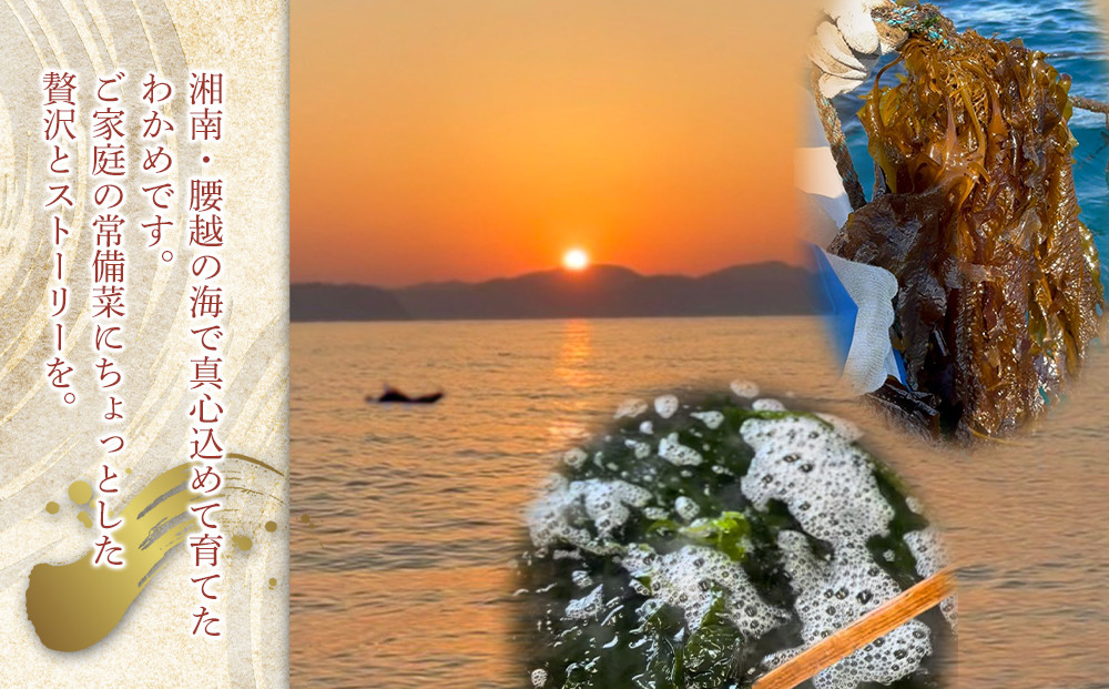 【湘南腰越名産！】湯通し「天然塩蔵わかめ」250g×2袋