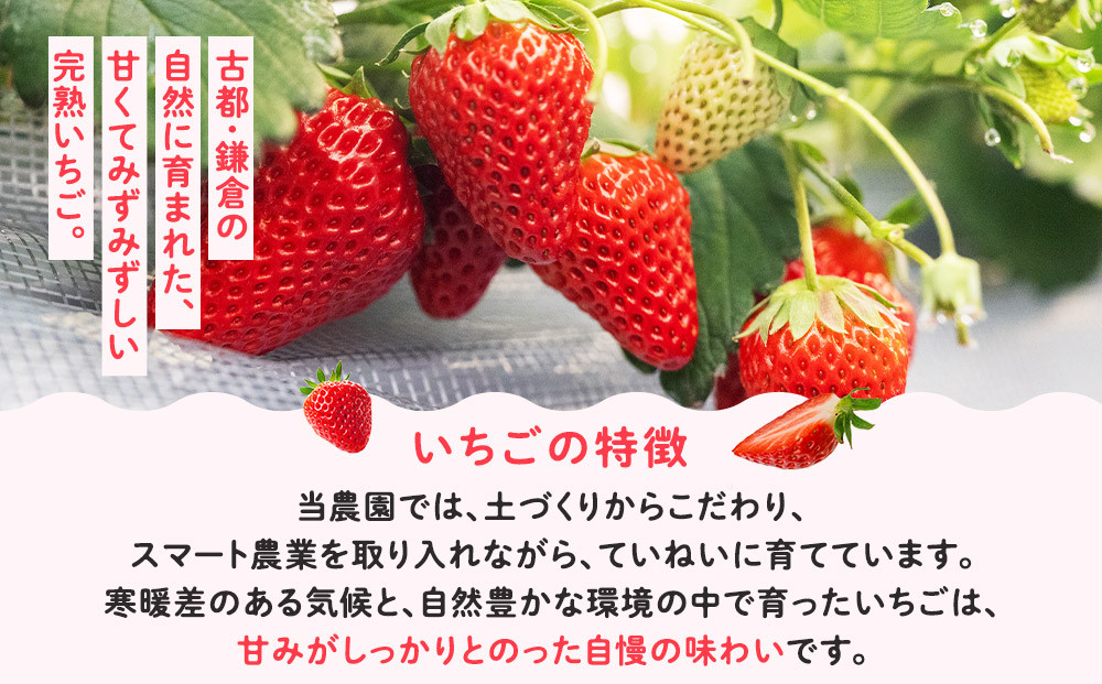 【期間限定】鎌倉産いちご　4パック食べ比べセット（250ｇ～260ｇ×4パック）