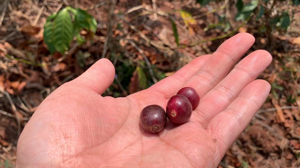 SINGLE ORIGIN （豆の状態）100g×3種類 | コーヒー 自家焙煎 シングルオリジン 人気 おすすめ コーヒー豆 香り高い ギフト プレゼント 送料無料 神奈川 鎌倉