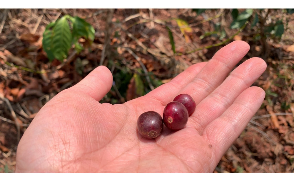 SINGLE ORIGIN（粉の状態）100g×5種類