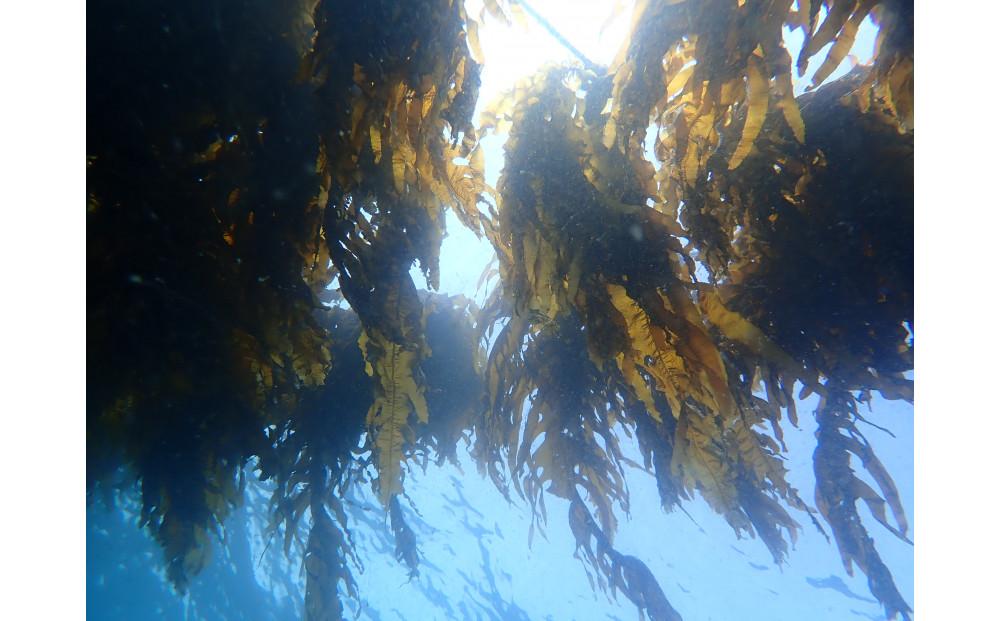 湯がきわかめ 大2本セット