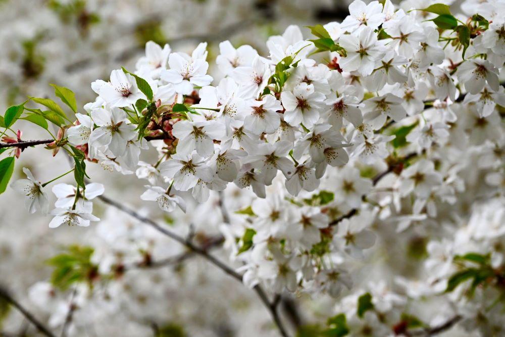 搾りたて！「北鎌倉天使のはちみつ」（非加熱・無濾過）220ｇ×2個