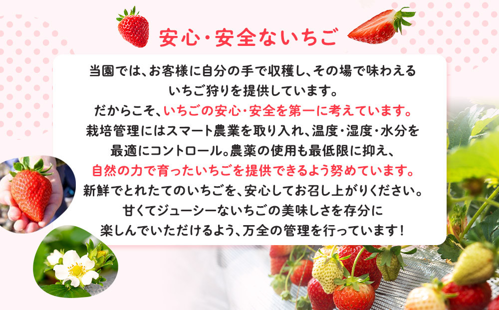 【期間限定】鎌倉産いちご　2パック食べ比べセット（250ｇ～260ｇ×2パック）