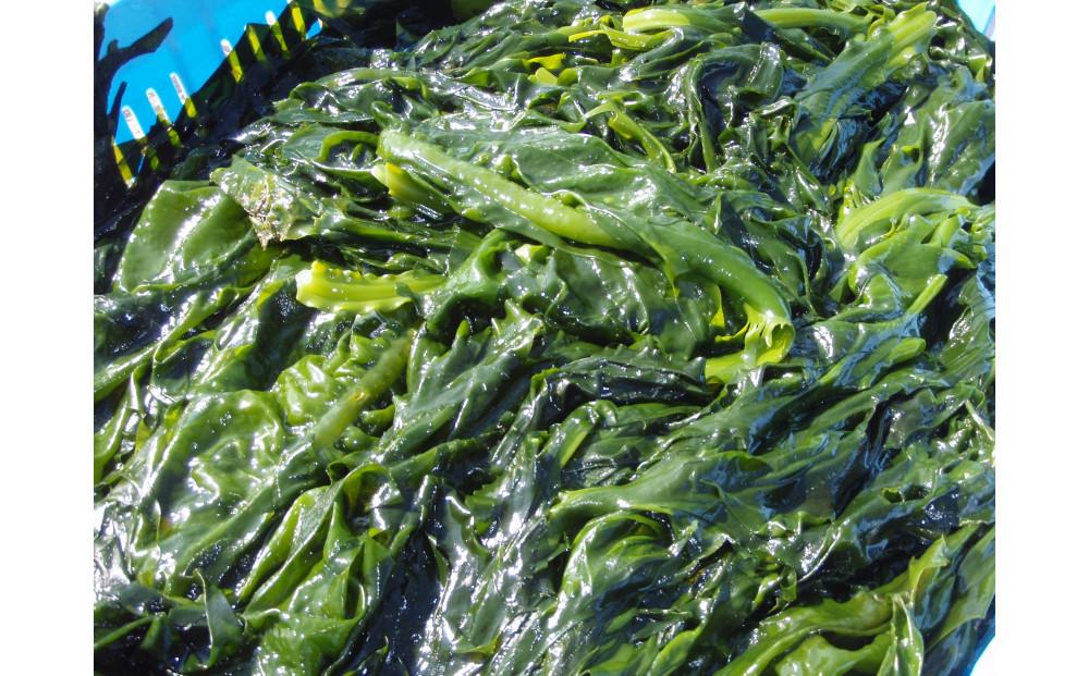 湯がきわかめ 大2本セット