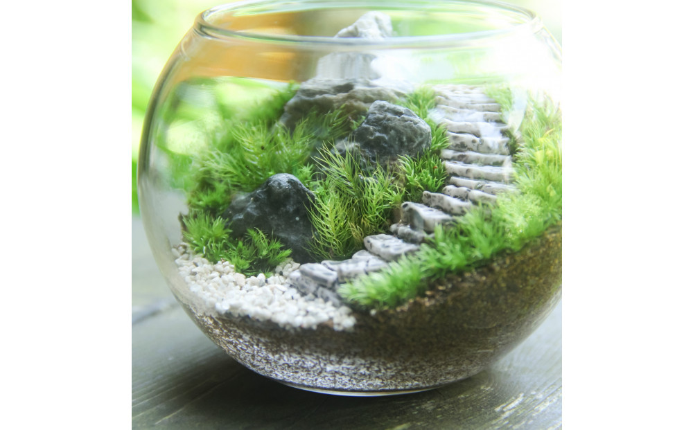 《苔テラリウム・コケリウム》階段の風景 ボウルL