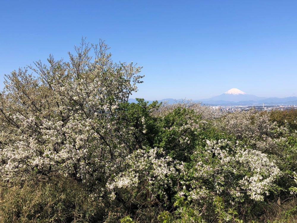搾りたて！「北鎌倉天使のはちみつ」（非加熱・無濾過）220ｇ×2個