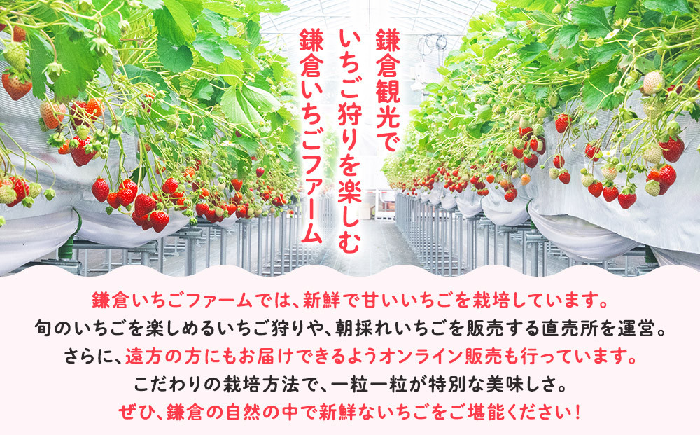 【期間限定】鎌倉産いちご　4パック食べ比べセット（250ｇ～260ｇ×4パック）