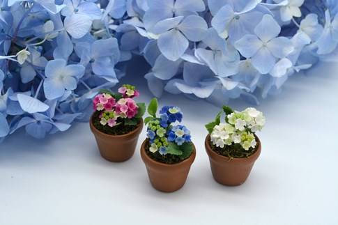 ミニチュアアジサイ・3色セット