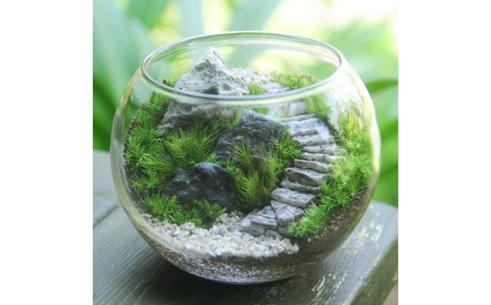 《苔テラリウム・コケリウム》階段の風景 ボウルL