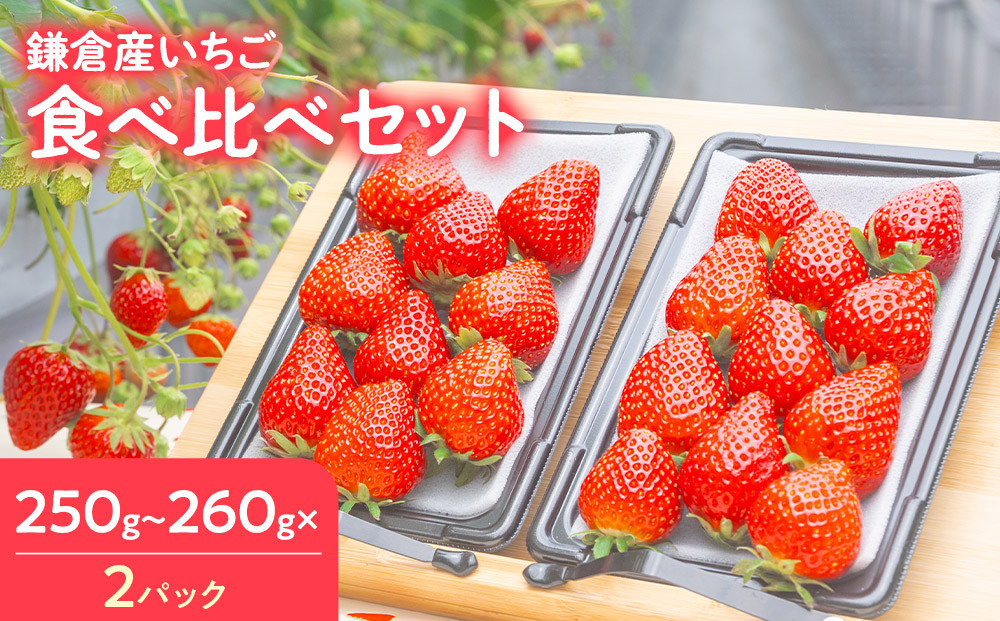 【期間限定】鎌倉産いちご　2パック食べ比べセット（250ｇ～260ｇ×2パック）