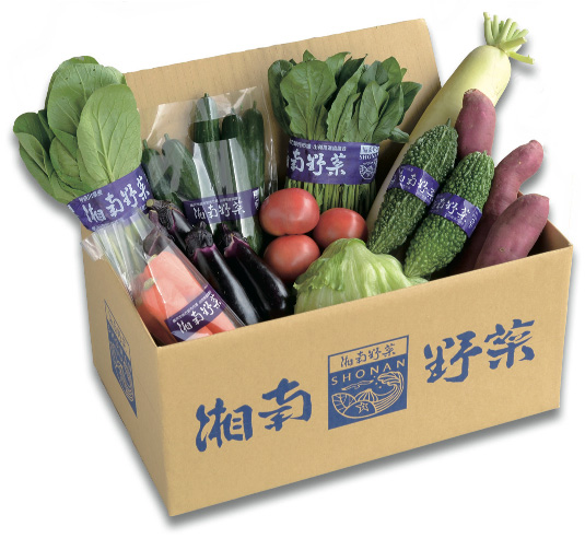野菜 セット 旬 の 湘南野菜 おまかせ セット 10 ～ 15品 お任せ 詰め合わせ 野菜セット やさい やさいセット yasai きゅうり トマト なす ねぎ さといも 小松菜 白菜 玉ねぎ とまと キュウリ ヤサイ yasai 旬の野菜セット 新鮮 数量限定 神奈川 湘南 藤沢