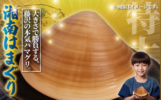 【3月発送】 はまぐり 蛤 大粒 約 2.8kg 砂抜き 済 LLサイズ ハマグリ 湘南はまぐり 冷凍 魚介 魚貝 冷凍 海鮮 水産加工品 水産品 海産物 魚 貝 だし ダシ 出汁 酒蒸し 味噌汁 酒蒸し グラタン お吸い物 網焼き バーベキュー BBQ 貝 kai hamaguri  江の島 江ノ島 神奈川 湘南 藤沢