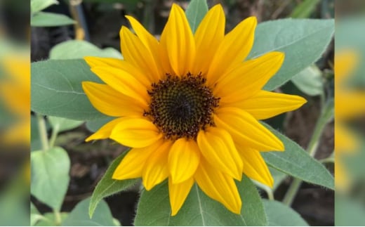 花 湘南のヒマワリ 切り花用 サンリッチオレンジ 10～15本 お花 フラワー 切花 生花 ひまわり 向日葵 植物 花束 家庭用 プレゼント 神奈川 藤沢