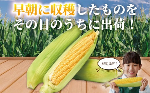 スイートコーン とうもろこし 3,6kg (9~11本) 先行予約 【2026年6月発送】 コーン 湘南産 トウモロコシ 湘南スイートコーン 採れたて とれたて 新鮮 ジューシー 甘い とうきび 国産 旬 野菜 やさい 冷蔵 食品 期間限定 まめっぱ農園 神奈川 湘南 藤沢