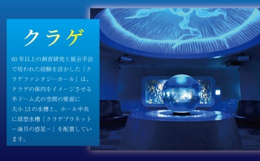 新江ノ島水族館 チケット 前売 入場券 大人1枚 体験 アクティビティ 動物 家族 旅行 観光 トラベル 関東 すいぞくかん レジャー プレゼント ギフト 神奈川 湘南 藤沢