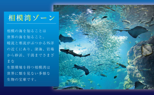 新江ノ島水族館  入場券 ( 大人 幼児  各1枚) 
