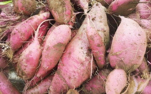 訳あり さつまいも 紅はるか 10kg 訳アリ 訳有 サツマイモ 薩摩芋 さつま芋 デザート べにはるか スイーツ 甘芋 スイートポテト sweet potato 蜜 蜜芋 芋 イモ 旬 秋野菜 秋の味覚 おやつ 食物繊維 数量限定 農家直送 産地直送 神奈川 湘南 藤沢 フロムベジ湘南