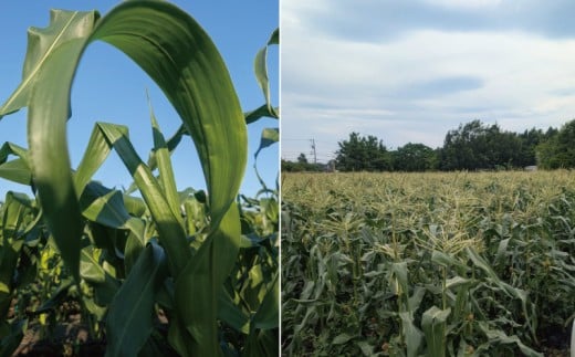 訳あり とうもろこし 計 10本 約 4 ～ 5kg おまかせ 雪の妖精 ミルフィーユ 訳アリ 訳有 朝採り とれたて トウモロコシ 先行予約 2026年6月発送 コーン 新鮮 ジューシー 甘い 美味い おやつ とうきび 国産 旬 夏野菜 野菜 やさい 数量限定 農家直送 産地直送 神奈川 湘南 藤沢 フロムベジ湘南