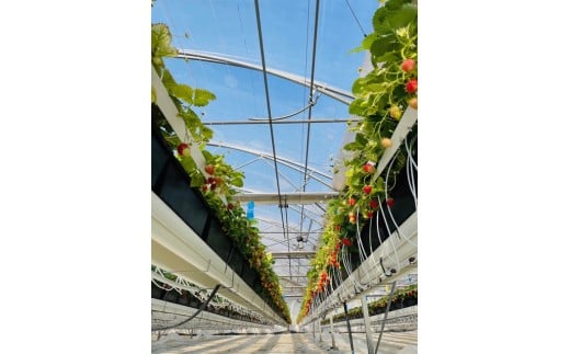 冷凍いちご 1.5kg 先行予約 へた除去済み 苺 いちご イチゴ ストロベリー 訳あり 訳有り 訳アリ 品種 おまかせ 大小 不揃い 果物 くだもの 冷凍 フルーツ 甘い デザート スムージー アレンジ ヨーグルト おいしい 新鮮 風味 香り 訳あり品 人気 リッチフィールド株式会社 神奈川 湘南 藤沢