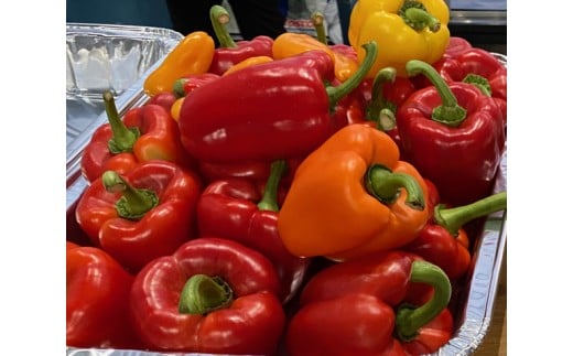 パプリカ 2kg 2~3種 バラエティ セット 品種 おまかせ 肉厚 特別栽培 新鮮 ジューシー 栄養 野菜 国産 ドルチェ  パレルモ GLOBALG.A.P.認証 レシピ ビタミン マリネ ラタトゥイユ お弁当 子ども カレー キーマカレー おやつ そのまま 贈答 リッチフィールド株式会社 湘南 藤沢 神奈川