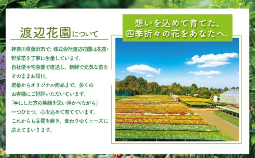 ビオラ おまかせ 48ポット 花 生産農場 直送 寄せ植え ガーデニング 観葉植物 緑 はな hana 苗 びおら ハナ hana biora グリーン ぐりーん DIY 生花 しょくぶつ アレンジメント スタンド花 プランター ガーデニング ベランダ 庭 季節の花 庭づくり 植物 渡辺花園 神奈川 湘南 藤沢