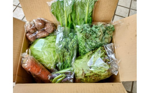 訳あり 旬 の 野菜セット 8品 種類おまかせ 旬 野菜 やさい yasai ヤサイ 野菜セット やさいセット 旬の野菜 お野菜 健康 果樹 栽培 自然 春野菜 夏野菜 秋野菜 冬野菜 不揃い おまかせ 訳アリ 訳あり品 わけあり 訳有 ワケアリ 数量限定 農家直送 産地直送 神奈川 湘南 藤沢