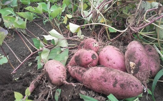 選べる 収穫体験 さつまいも 菊芋 1 ～ 3名 体験 芋掘り サツマイモ お土産 3kg お持ち帰り チケット 券 観光 レジャー 行楽シーズン 甘い スイーツ 秋の味覚 旬 やさい 野菜 アウトドア 自然 食育 子供 お子様 ファミリー カップル 親子 友達 素材 ブタイモ カライモ 農園 観光 神奈川 湘南 藤沢