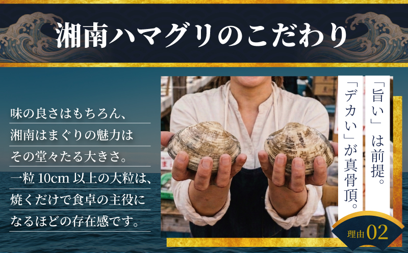【3月発送】 はまぐり 蛤 大粒 約 1.4kg 砂抜き 済み  LLサイズ ハマグリ 湘南はまぐり 冷凍 魚介 魚貝 冷凍 海鮮 水産加工品 水産品 海産物 魚 貝 だし ダシ 出汁 味噌汁 酒蒸し グラタン お吸い物 網焼き バーベキュー BBQ 貝 kai hamaguri  江の島 江ノ島 神奈川 湘南 藤沢