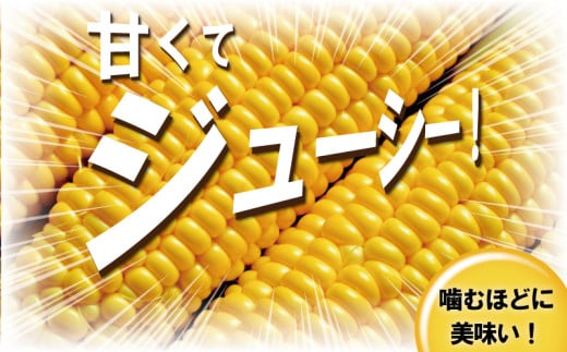 スイートコーン とうもろこし 3,6kg (9~11本) 先行予約 【2026年6月発送】 コーン 湘南産 トウモロコシ 湘南スイートコーン 採れたて とれたて 新鮮 ジューシー 甘い とうきび 国産 旬 野菜 やさい 冷蔵 食品 期間限定 まめっぱ農園 神奈川 湘南 藤沢