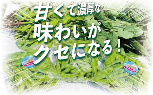 えだまめ 1.8kg  小分け 枝豆 小分け 朝採り とれたて 湘南産 先行予約 2026年7月発送 新鮮 豆 まめ edamame mame マメ えだ豆 エダマメ 個包装 便利 甘い 濃厚 旬 野菜 お酒 やさい 夏野菜 冷蔵 まめっぱ農園 神奈川 湘南 藤沢