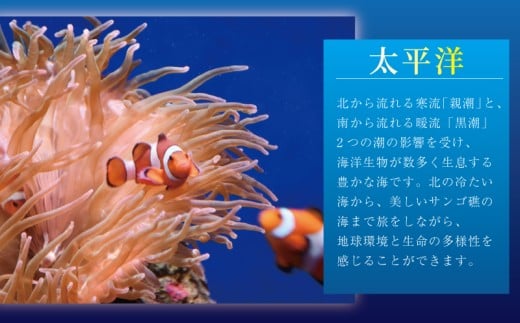 体験 水族館 新江ノ島水族館 えのすい ぬいぐるみ 付き 入場券 えのしま 江の島 大水槽 イルカ アシカ クラゲ あわたん チケット 前売 入場券 大人1枚 利用券 引換券 体験チケット 体験型 アクティビティ 前売り入場券 動物 カップル 家族 ファミリー お土産 ギフト プレゼント 神奈川 湘南 藤沢