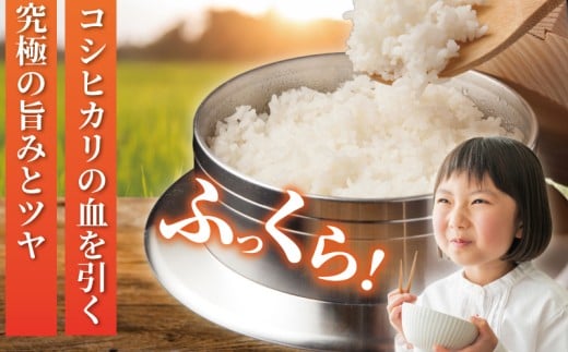 新米 先行予約 特Aランク 米 はるみ 5kg 令和8年 10月以降 順次発送 こめ 令和8年度産 甘い ツヤ キヌヒカリ コシヒカリ こしひかり しんまい kome ※ お米 白米 ご飯 ごはん 弁当 お弁当 おにぎり はくまい 精米 ブランド米 農家直送 数量限定 産地直送 藤沢洋蘭 神奈川 湘南 藤沢