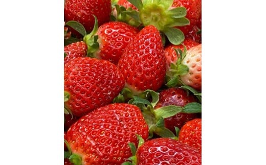 いちご 特別栽培 よつぼし 約 600~700g 先行受付 2026年1月発送開始 2 パック GLOBALG.A.P. 認証 ブランドいちご 苺 イチゴ ストロベリー strawberry 贈答 フルーツ 果物 旬 数量限定 期間限定 産地直送 ichigo リッチフィールド株式会社 湘南 藤沢 神奈川